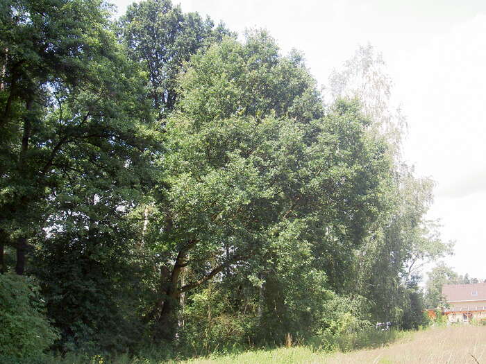 Žížníkov (9. 7. 2009). Foto Miroslav Hudec