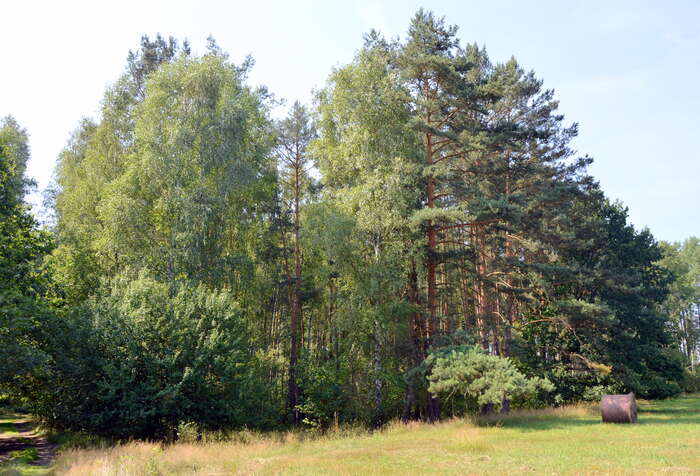 Ohrožený les za Heřmanickým rybníkem (26. 7. 2014). Foto Miroslav Hudec