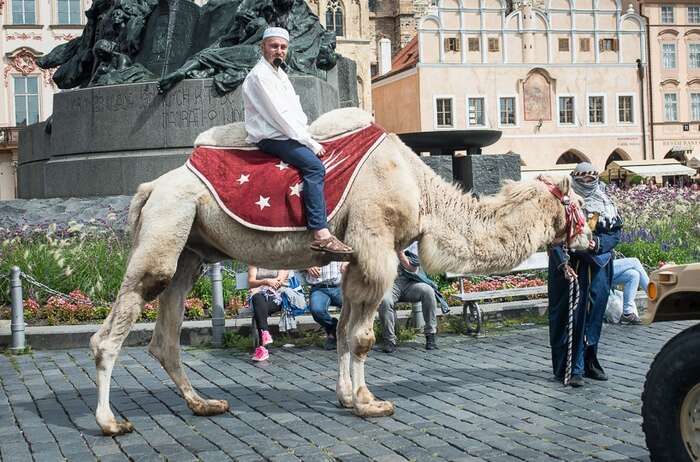 Martin Konvička na velbloudu vypadal jako zbloudilý komparzista z natáčení pokračování Svěrákovy pohádky Lotrando a Zubejda. Foto Petr Zewlakk Vrabec