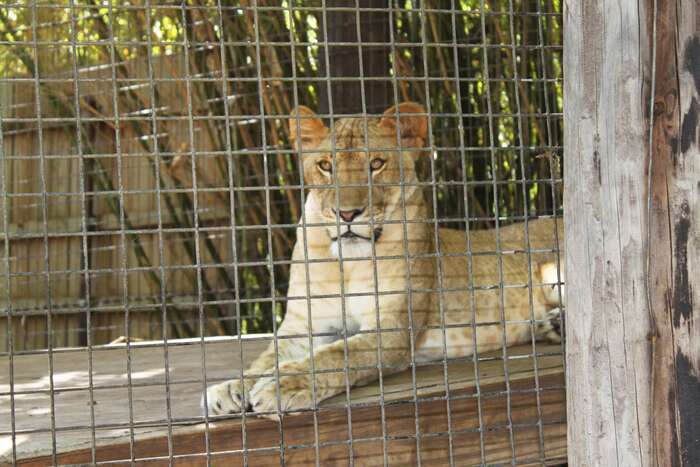 Po volbách lze čekat zoologickou zahradu ze vzpomínek na sedmdesátá léta. Foto pxhere.com