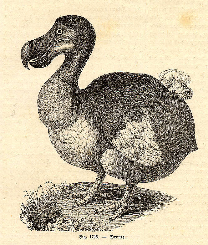 Dodo na dobové rytině. Repro DR