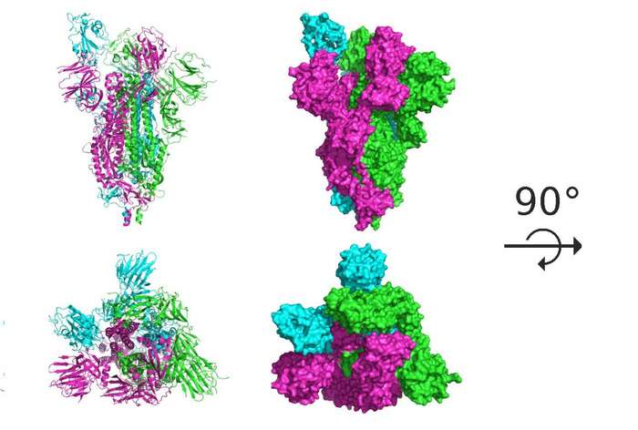 Spike protein SARS-Cov-2. Grafika Stanford University