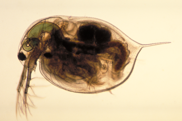 Na stanovišti kontinuálního biomonitoringu je voda nepřetržitě čerpána do nádržky, ve které se pohybují dafnie (perloočky), které slouží jako biosensor. Pohyby organismu v zařízení jsou zaznamenávány na kameru a průběžně vyhodnocovány softwarem, který vypočítává míru toxicity. Lidově řečeno, pokud počítač zaznamená, že se perloočky začnou pohybovat nějak zvláštně, nebo se přestanou pohybovat úplně, dokáže tuto informaci okamžitě vyhodnotit a předat do dispečinku. Foto WmC