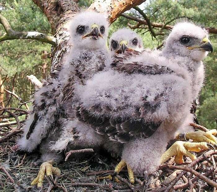 Česká ornitologická společnost vyhlásila ptákem roku 2021 káni lesní. Je nejhojnějším dravcem ČR, výskyt se odhaduje na 11-14 tisíc hnízdících párů. Zde vidíme mláďata. Roztomilá, že? Foto neznámého autora, Wikipedia, CC BY-SA 4.0