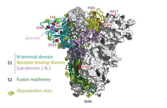 Zmutovaný spike protein viru. Místa změn značí červené tečky. Model z preprint studie Emergence and rapid spread of a new severe acute respiratory syndrome-related coronavirus 2 (SARS-CoV-2) lineage with multiple spike mutations in South Africa (medRxiv, 2021)