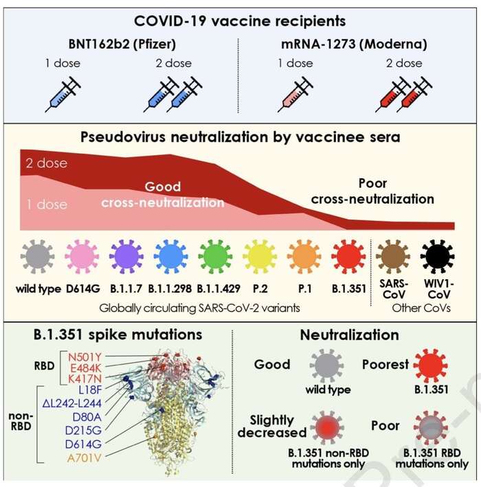 Přehledné zobrazení schopnosti mRNA vakcín in vitro neutralizovat virové varianty. „Jihoafrická“ vychází jako zdaleka nejsilnější, problém přináší i varianty „brazilské“. Dobrou zprávou je, že na ostatní dvě varianty očkovací dávky bez problému stačí. Graf Garcia-Beltran et al., Multiple SARS-CoV-2 variants escape neutralization by vaccine-induced humoral immunity, Cell (2021); Pozn.: B.1.1.429 je B.1.429, zřejmě jde o překlep.