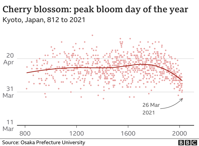 Údaje o květu sakur dohledal až k roku 812 japonský vědec Jasujuki Aono. Každý světlý bod v grafu vyjadřuje záznam pro daný rok, červená linie uprostřed pak vykresluje dlouhodobý průměr. Z jejího tvaru je zřejmé, že již zhruba dvě stě let vykvétají okrasné třešně v Kjótu čím dál dříve. Graf BBC