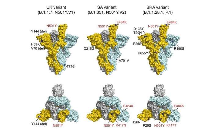 Modely spike proteinů významných virových variant. Za pozornost stojí, jak málo se od oka liší. Grafika z odborného článku Profiles of current COVID-19 vaccines, Wiener klinische Wochenschrift